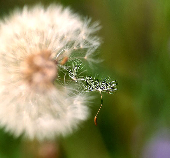 photo "departure" tags: macro and close-up, nature, flowers