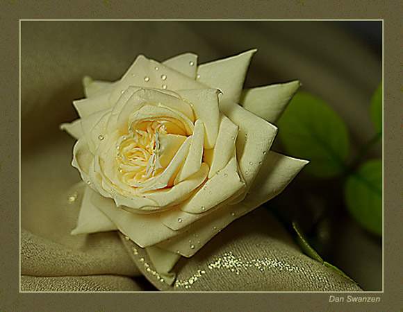 фото "Yellow rose" метки: природа, натюрморт, цветы