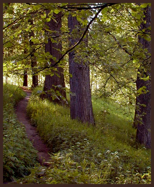 photo "Guarding the Silence" tags: landscape, nature, forest