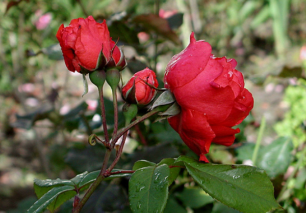 photo "Flowers, again" tags: macro and close-up, 