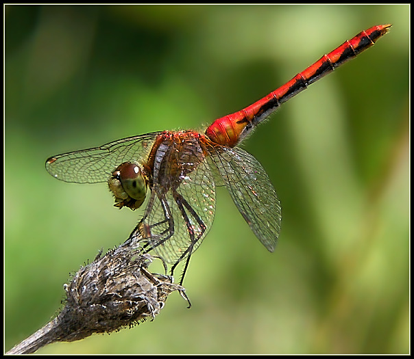 фото "Dragon Finishing lunch" метки: макро и крупный план, природа, насекомое