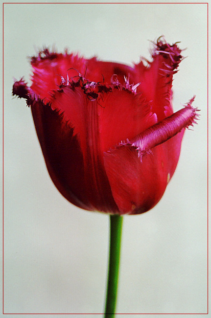 photo "Untitled photo" tags: genre, nature, flowers
