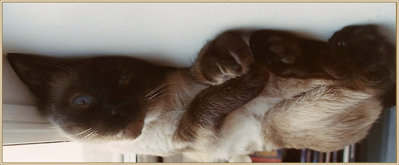 photo "weather report- 3 (heat )" tags: humor, nature, pets/farm animals