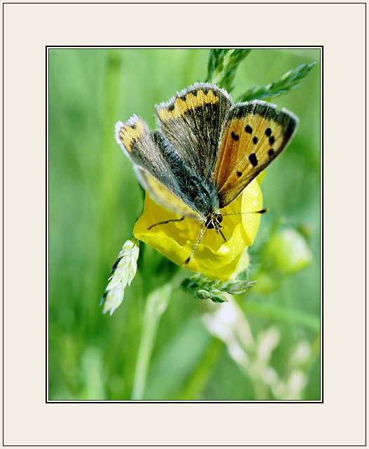 photo "Astride" tags: nature, macro and close-up, insect