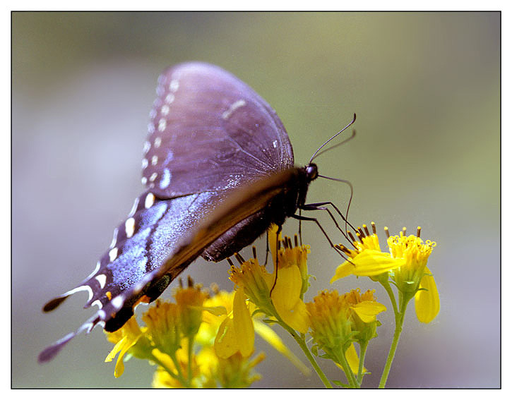 photo "butterfly" tags: macro and close-up, 