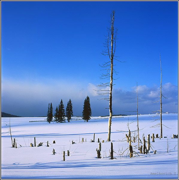 photo "Survives the strongest." tags: landscape, winter