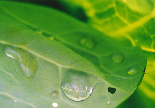 photo "Sheet of cabbage" tags: nature, flowers