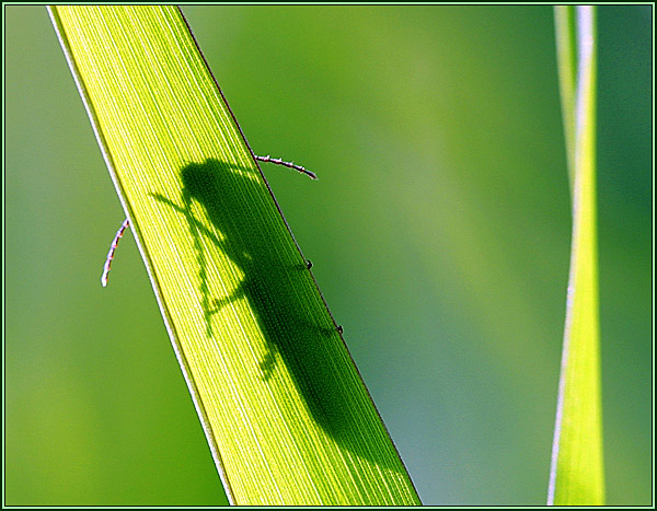 фото "Жизнь под солнцем" метки: природа, макро и крупный план, насекомое