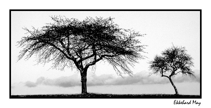 фото "two trees [dedicated to Dorothee Auerswald]" метки: природа, пейзаж, 