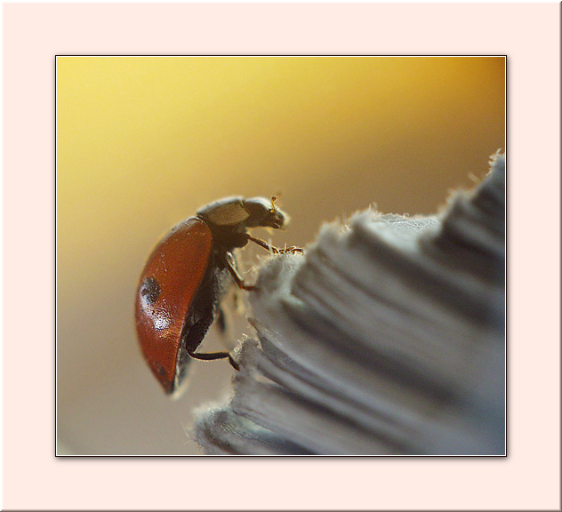 photo "LadyB.-9-HIGHLANDER" tags: macro and close-up, nature, insect