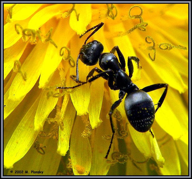 фото "Ant on a Dandelion" метки: макро и крупный план, природа, насекомое