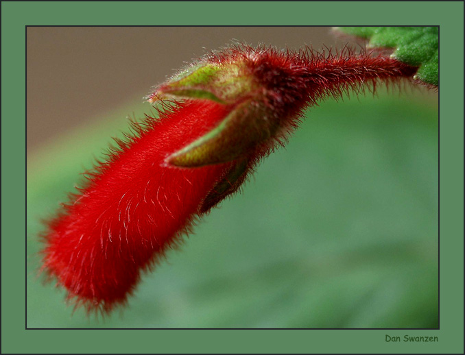фото "Fluffy..." метки: природа, макро и крупный план, цветы