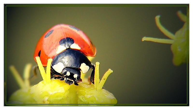 photo "Red+Yellow" tags: nature, 