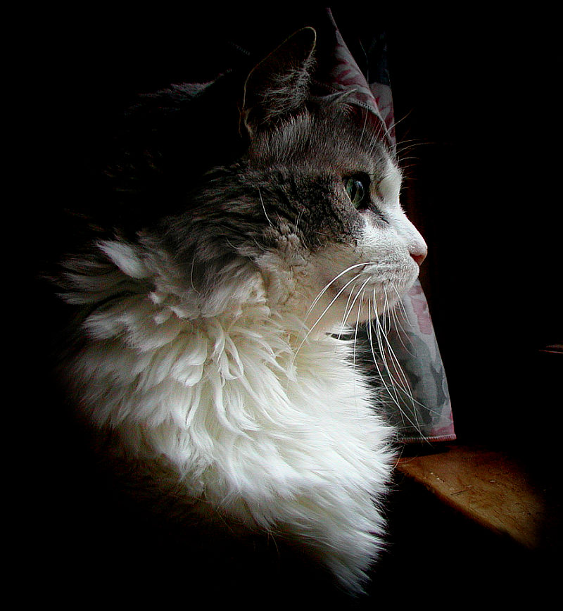 photo "Portrait of a Bird Watcher" tags: nature, pets/farm animals