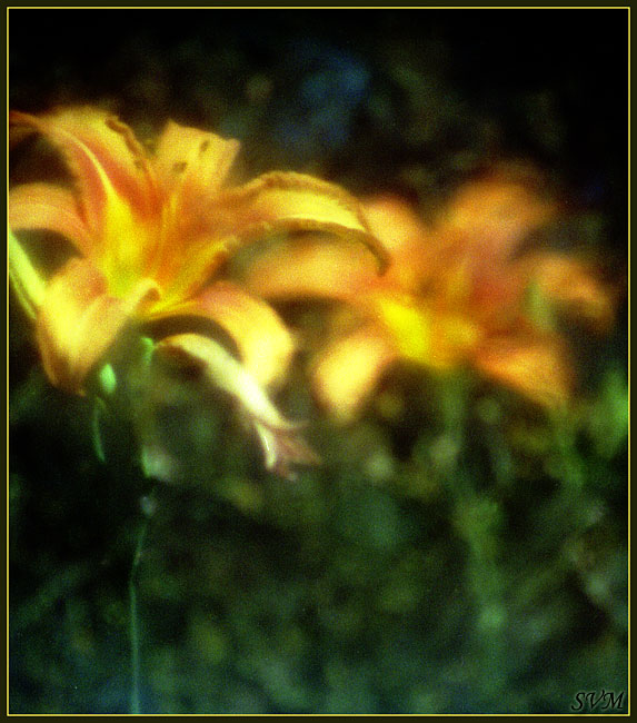 photo "Untitled photo" tags: nature, macro and close-up, flowers