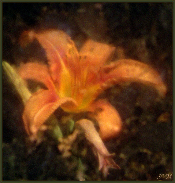 photo "Untitled photo" tags: nature, macro and close-up, flowers