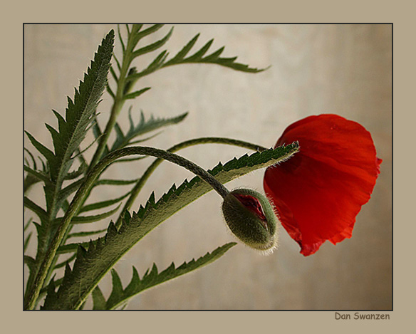 фото "Poppies.." метки: натюрморт, природа, цветы