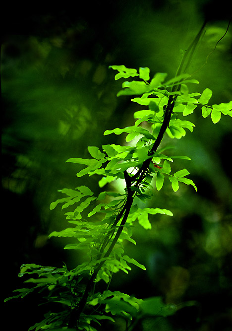 photo "Green" tags: still life, nature, flowers