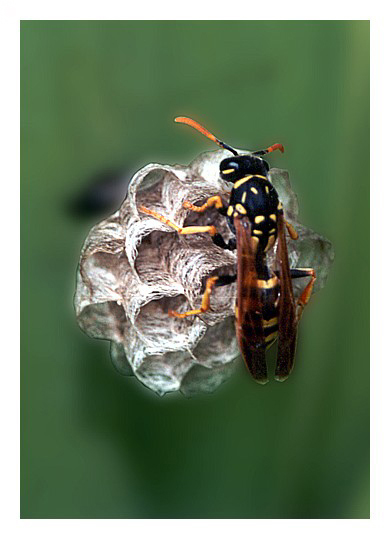 photo "Polistes gallicus" tags: macro and close-up, nature, insect