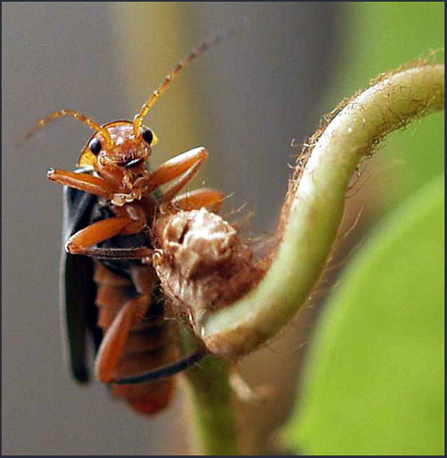 фото "*****" метки: макро и крупный план, природа, насекомое