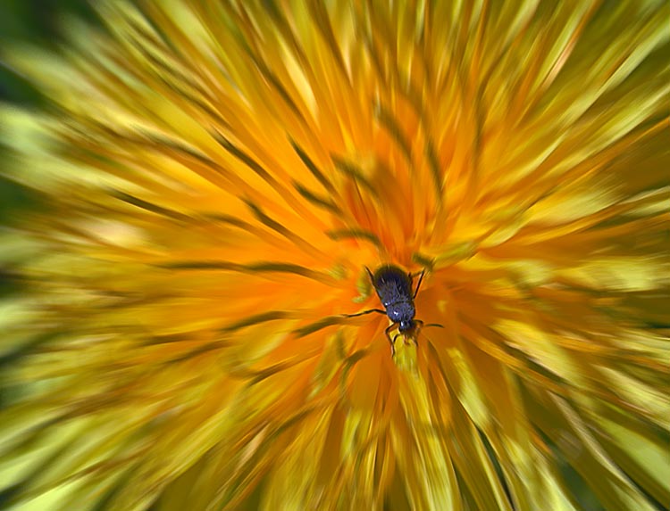photo "Untitled photo" tags: macro and close-up, 