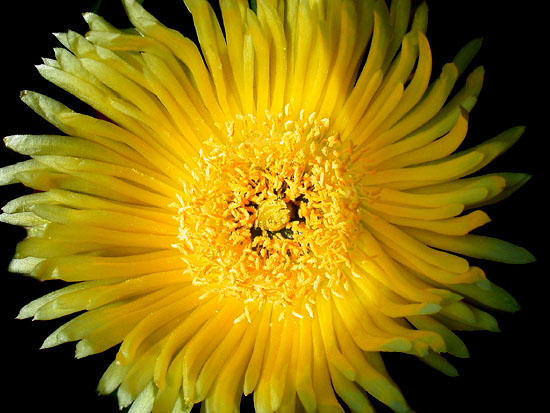 фото "Flowers 12" метки: макро и крупный план, природа, цветы