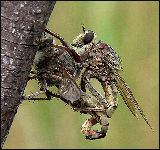 photo "She`s Shy" tags: macro and close-up, nature, insect