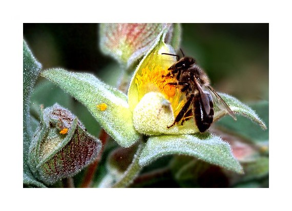 photo "Bzzz" tags: macro and close-up, nature, insect