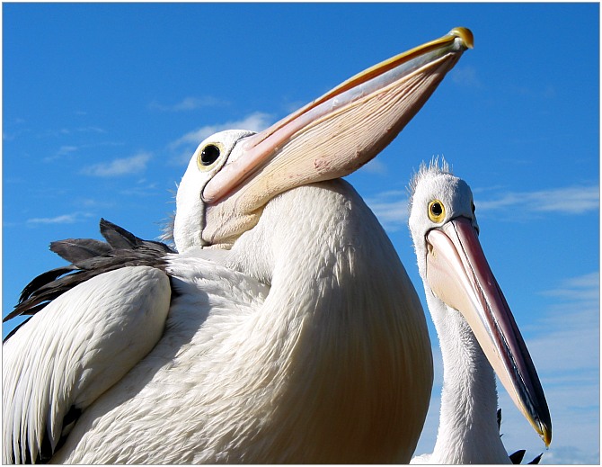 photo "Big Boy & Mr Percival" tags: nature, travel, Australia, wild animals