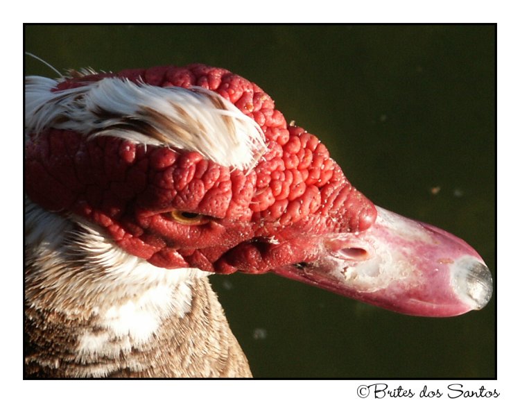 photo "The Red Head" tags: nature, pets/farm animals