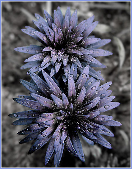 photo "metal" tags: nature, montage, flowers
