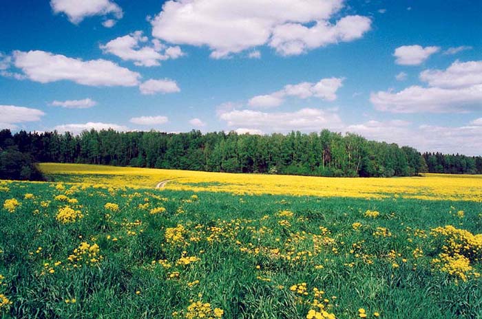 photo "-" tags: landscape, spring