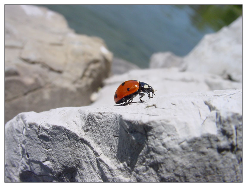 photo "A ladybug on the business travel" tags: nature, macro and close-up, insect