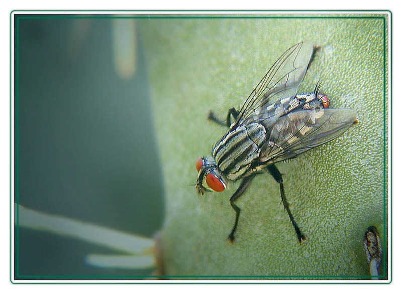 photo "FLY 2" tags: nature, 