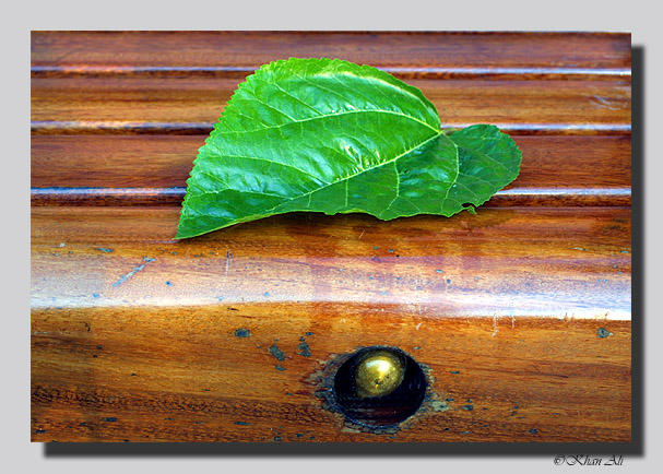 photo "On a bench" tags: still life, nature, flowers