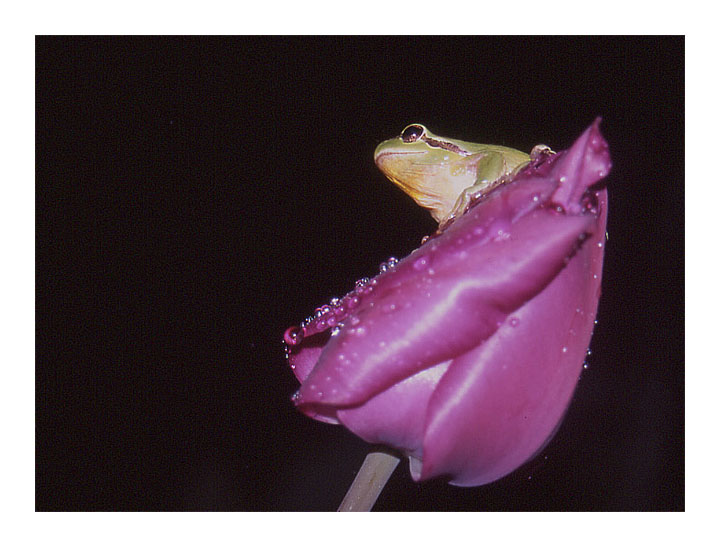 photo "Hyla meridionalis" tags: macro and close-up, nature, wild animals