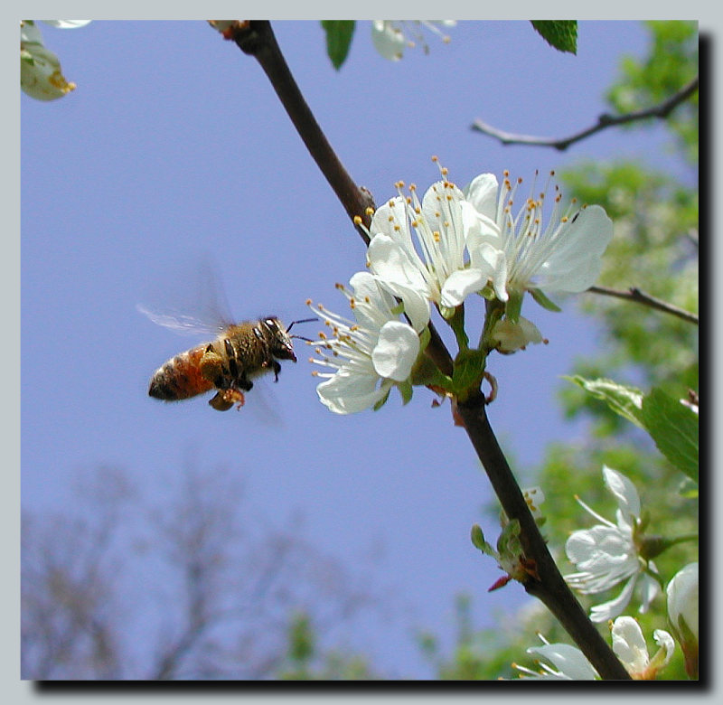photo "Flight" tags: nature, flowers, insect