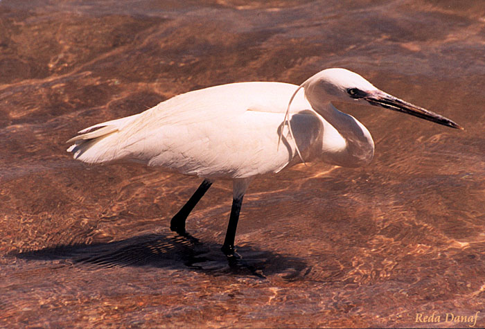 photo "Anticipation" tags: travel, nature, Africa, wild animals