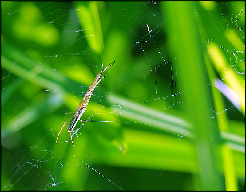 фото "Паутиновое па" метки: природа, макро и крупный план, насекомое