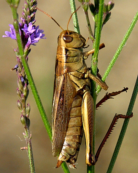 photo "Mocha Grasshopper" tags: macro and close-up, nature, insect