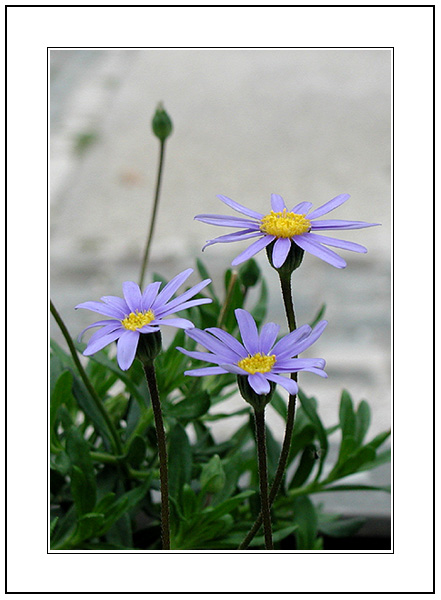 photo "The Simplicity of the Flower to the beauty of the" tags: nature, flowers
