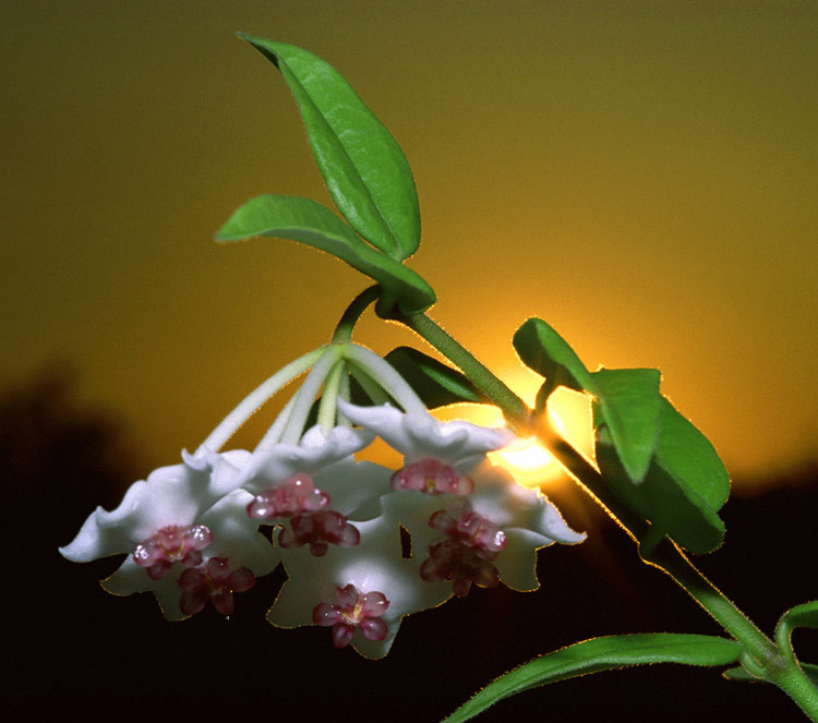 photo "New filter - HOYA sunset" tags: nature, landscape, flowers, sunset