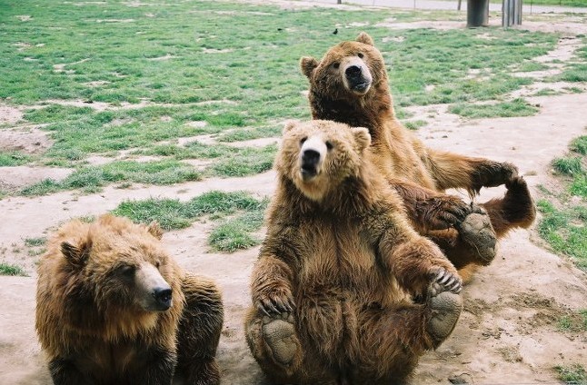 photo "Three bears" tags: nature, travel, North America, wild animals