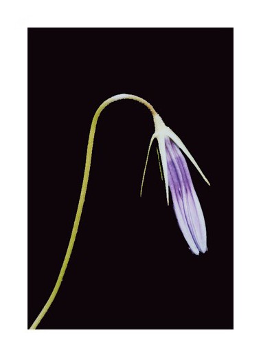 photo "Campanula sp." tags: macro and close-up, nature, flowers