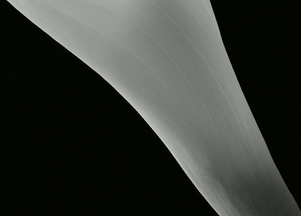 photo "calla 3" tags: abstract, still life, 