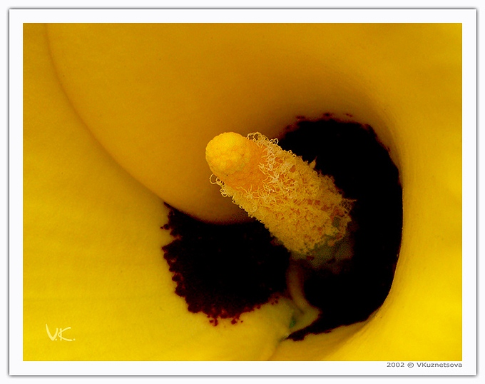 photo "Something about pistils and stamens - 8" tags: macro and close-up, nature, flowers