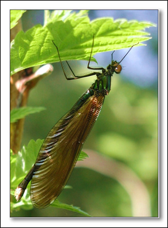 photo "Before the first flight" tags: nature, insect