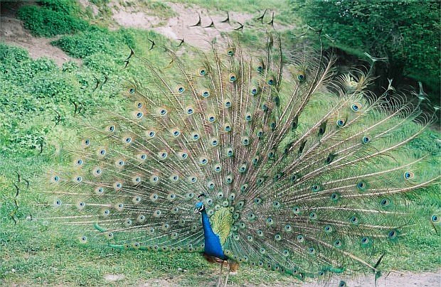 photo "Peacock" tags: nature, travel, North America, wild animals