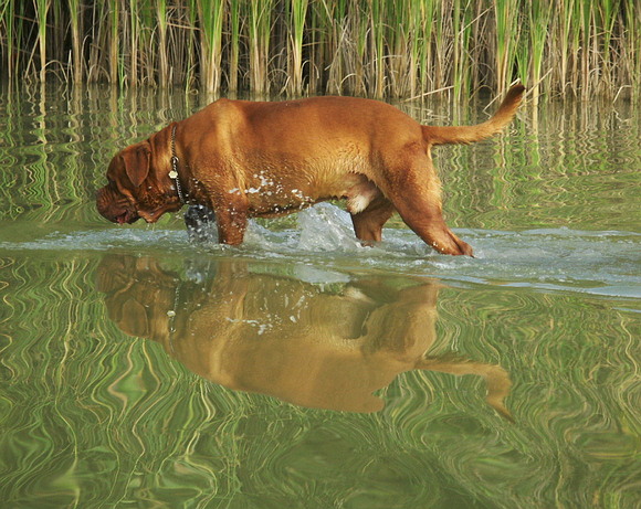 photo "My friend Paul" tags: nature, pets/farm animals