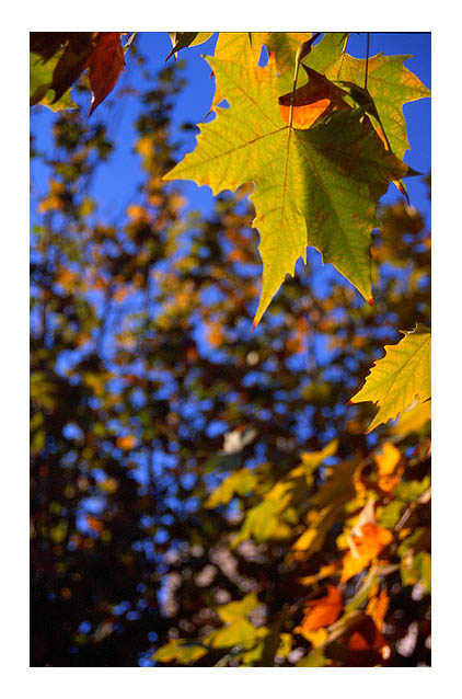 photo "Autumn colors" tags: nature, landscape, autumn, flowers